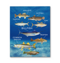 Collection Fish Canvas Prints