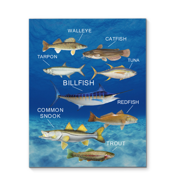 Collection Fish Canvas Prints